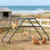 Chicken coop, used for backyard and farm