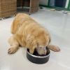 Pet Feeder and Drinking Water Bowl for Cat & Dog
