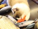 Cat toy;  imitation fish toy;  pet; mint fish;  carp toy