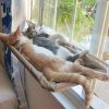 Cat Window Hammock 360Â° Sunny Seat Space Saving Cat Beds For Indoor Cats