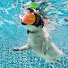 Natural Rubber Rolling Ball Dog Toy Mental Stimulation for Pets