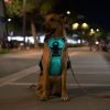 Dog Harness Rechargeable LED Dog Harness No Pull Lighted Dog Vest with Handle