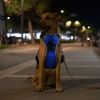 Dog Harness Rechargeable LED Dog Harness No Pull Lighted Dog Vest with Handle